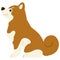 Flat colored brown Shiba Inu sitting side view