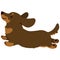 Flat colored chocolate and tan Miniature Dachshund jumping