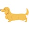 Flat colored cream Miniature Dachshund long hair