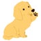 Flat colored golden Miniature Dachshund