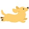 Flat colored golden Miniature Dachshund jumping