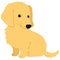 Flat colored golden Miniature Dachshund puppy sitting