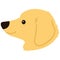 Flat colored golden Miniature Dachshund side face