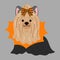Flat colored Halloween Yorkshire Terrier illustration sitting front view