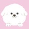 Flat colored white Bichon Frise front face with paws