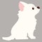 Flat colored white Chihuahua puppy sitting in side view