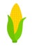 Flat Corn Icon Clipart Vegetable Cartoon Animated PNG Graphic Illustration