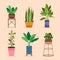Flat design of houseplant collection vector design
