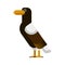 Flat Eagle icon Vector. Bird on white background. Brown hawk.