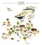 Flat European flora and fauna map constructor elements. Animals, birds and sea life isolated on white big set. Build your own geo