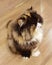Flat Face Cat Breed Baby Exotic longhair Cats British Kitty Plumb Nose Kitties Smash Face Kitten Meow Pet Pets Tiger Grooming