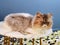 Flat Face Cat Breed Baby Exotic longhair Cats British Kitty Plumb Nose Kitties Smash Face Kitten Meow Pet Pets Tiger Grooming