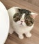 Flat Face Cat Breed Baby Exotic Shorthair Cats British Kitty Plumb Nose Kitties Smash Face Kitten Meow Pet Pets Tiger Grooming