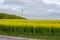 In the flat farmlands of SkÃ¥ne Scania in southern Sweden the rapeseed grows everywhere during spring. In this field an old