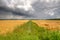 Flat fields of Barley with a long, straight ditch