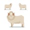 Flat geometric Merino sheep