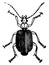 Flat Ground Beetle, vintage illustration