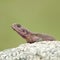 Flat-Headed Rock Agama