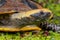 Flat-headed turtle