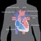 Flat heart in human body grey sihluette isolated on black background. vector illustration. education info graphic