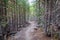 Flat hiking trail path through a forest of lodgepole pine trees to Mystic Falls in Yellowstone National Park