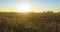 Flat hill meadow timelapse at the summer sunrise time. Wild nature and rural grass field. Sun rays and green trees