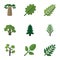 Flat Icon Bio Set Of Tree, Jungle, Acacia Leaf And Other Vector Objects. Also Includes Acacia, Foliage, Leaves Elements.