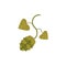 Flat icon of hop cone and leaves, beer ingredient