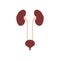 Flat icon kidneys and bladder