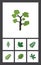 Flat Icon Nature Set Of Acacia Leaf, Leaves, Maple And Other Vector Objects. Also Includes Jungle, Evergreen, Willow