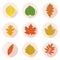 Flat icons leaves