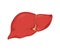 Flat illustration with liver on white background for medical design. Health care. Vector hepatic system organ, digestive