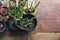 Flat lay cactus on wood, top view on wooden background