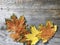 flat lay of colorful maple leaves lie in row at bottom of image on natural gray wooden background