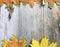flat lay of colorful maple leaves lie in row at top and bottom of image on natural gray wooden background.
