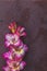 Flat lay composition with beautiful pink gladiolus flowers on claret concrete background