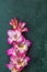 Flat lay composition with beautiful pink gladiolus flowers on dark green concrete background