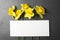 Flat lay composition with daffodils and card on dark background. Fresh spring flowers