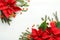 Flat lay composition with poinsettias traditional Christmas flowers and fir branches on white wooden table. Space for text