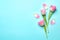 Flat lay composition of tulips on blue background, space for text