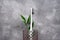 Flat lay composition of a white toothbrush in a glass on a gray background, with space for text