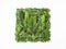 Flat lay creative natural layout square of thuja plants parts on white background. Copy space, top view