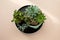 Flat lay of green fresh succulents flowers and cuctus on pale pink beige background. Urban jungle interior, beauty and