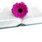 Flat lay: open Bible, book, open journal and pink, purple, violette, red Gerbera flower with petals