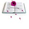 Flat lay: open Bible and silver, grey key and pink, purple, violette, red Gerbera flower with petals