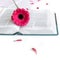 Flat lay: open with journal and pink, purple, violette, red Gerbera flower with petals