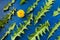 Flat lay pattern of green carved dandelions leaves and one yellow flower on trendy blue vivid background.