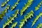 Flat lay pattern of green carved dandelions leaves on trendy blue background.