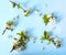 Flat-lay of pear blossom flowers over light blue background