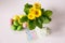 Flat lay photo with cheerful yellow gerbera plant, decorative pastel eggs, bunny card and pale green lantern